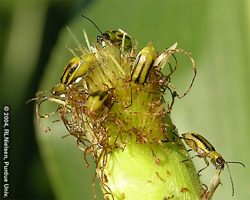 corn rootworm feeding on silks