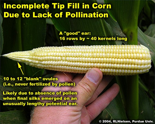 Incomplete tip fill in corn due to lack of pollination