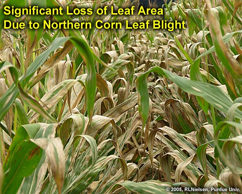 significant loss of leaf area due to northern corn leaf blight