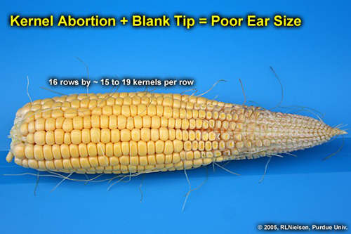 kernel abortion plus blank tip = poor ear size