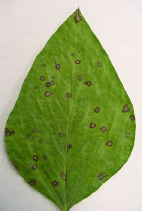 frogeye leaf spot lesions on soybean seen with incident light