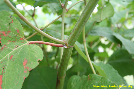 Japanese knotweed stems showing the red ring of a ocrea