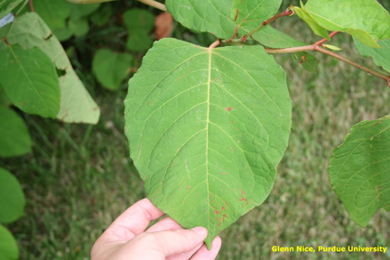 Japanese knotweed leaf