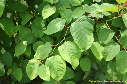 Japanese knotweed leaves alternately arranged