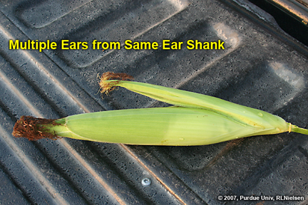 two ears developing on single ear shank