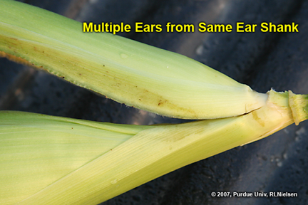 second ear to lower node of ear shank
