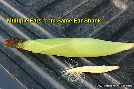 comparison of second ear with primary ear