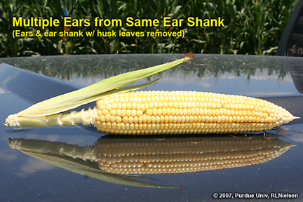2 ears developing on single ear shank