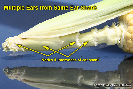 ear shank showing nodes and internodes