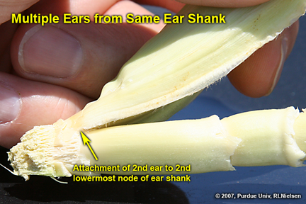 second ear to what appears to be the second lowermost node of the ear shank