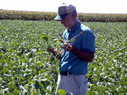 checking soybean field for aphids