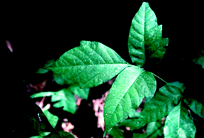 poison ivy trifoliate leaf
