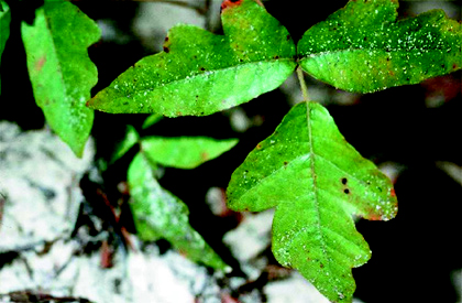 Poison oak trifoliate