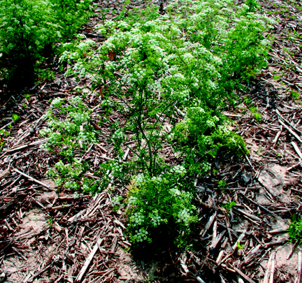 Poison hemlock in corn stubble