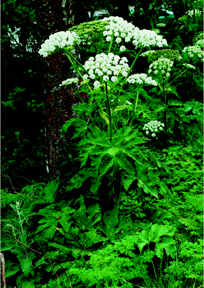 cow parsnip