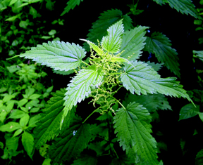 stinging nettle