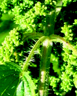 stinging nettle's hollow hairs