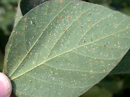 white dwarf soybean aphids