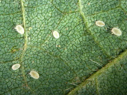 Whitefly nymphs