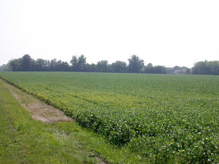 yellowing from field edge, not spider mite caused