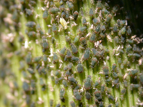 Bird cherry-oat aphid look similar to conr leaf aphid