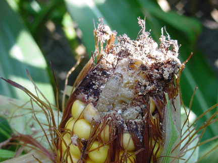 western bean cutworm ear damage