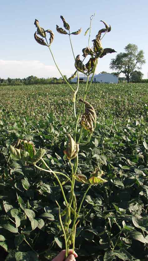 Canopy view of diseased and healthy leaves