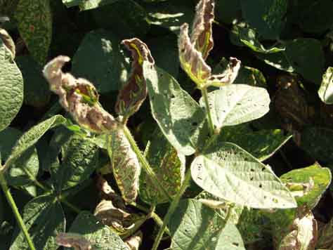 Canopy view of diseased and healthy leaves