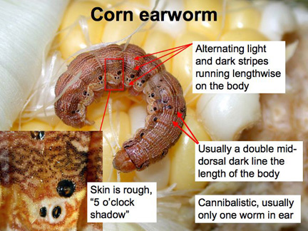 corn earworm