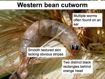 western bean cutworm