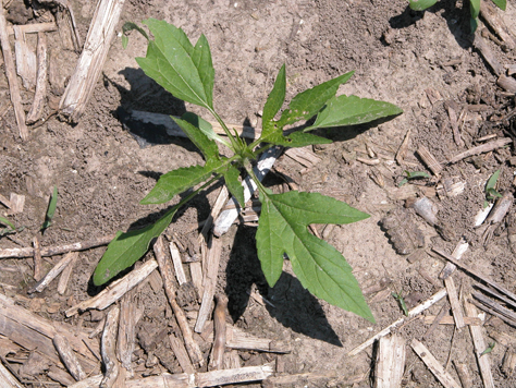 giant ragweed