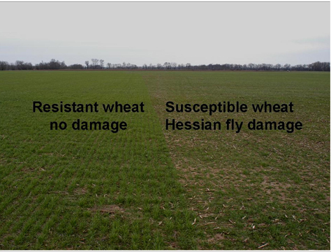 Test plots showing resistant and susceptible wheat