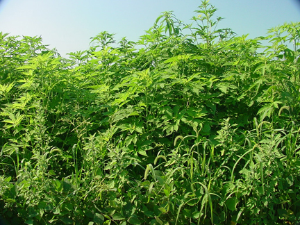 giant ragweed in a field of soybean