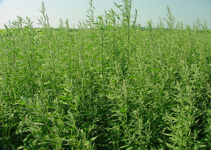 Lambsquarters in a field of soybean 