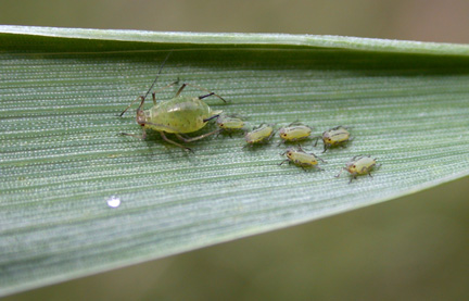 english grain aphid colonizing and feeding on wheat