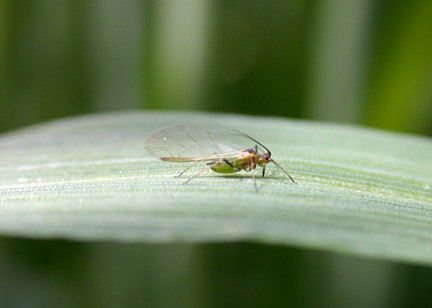 winged aphid feeding on wheat