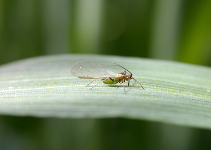 Historical Kentucky IPM Insect Trap Data