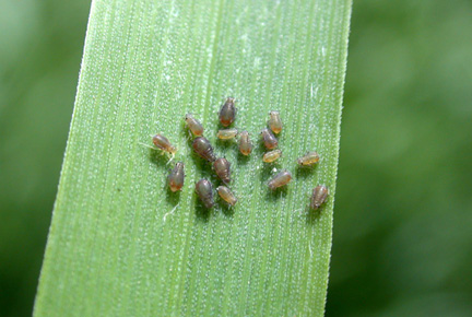 bird cherry-oat aphid nymphs beginning to feed