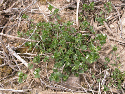 Common chickweed cotyledons