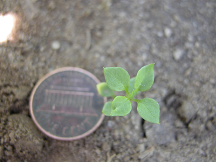 Common chickweed