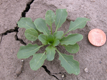 Field pennycress