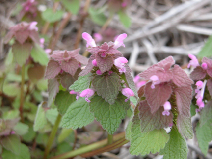 purple deadnettle cotyledons