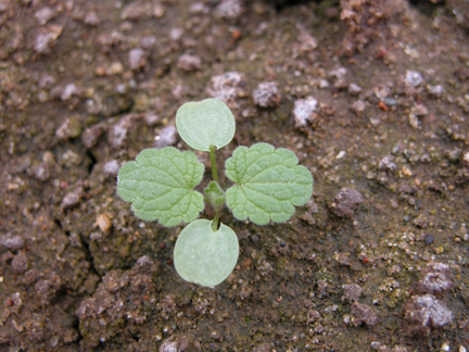 purple deadnettle