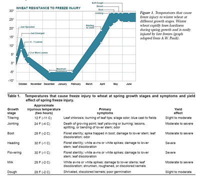 wheat resistance to freeze injury graph