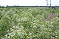 poison hemlock in a row crop field