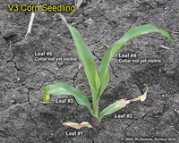 V3 corn seedling lower leaves damaged by frost/freeze