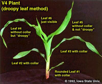 same plant, but V4 using droopy leaf method