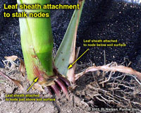 leaf sheath attachment to stalk nodes