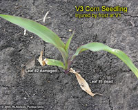 V3 corn seedling with lower leaves damaged by frost/freze
