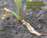 closer view of leaf collars of damaged V3 seedling